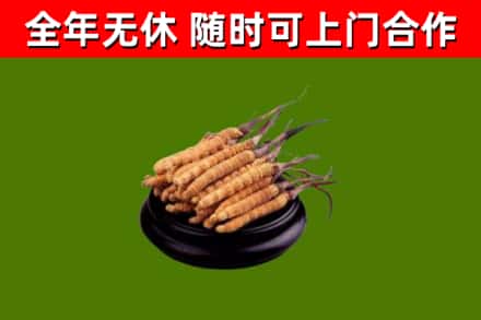 宁晋县回收冬虫夏草